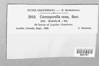 Cercosporella virgaureae image